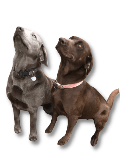 Buck and Bristol adult dogs